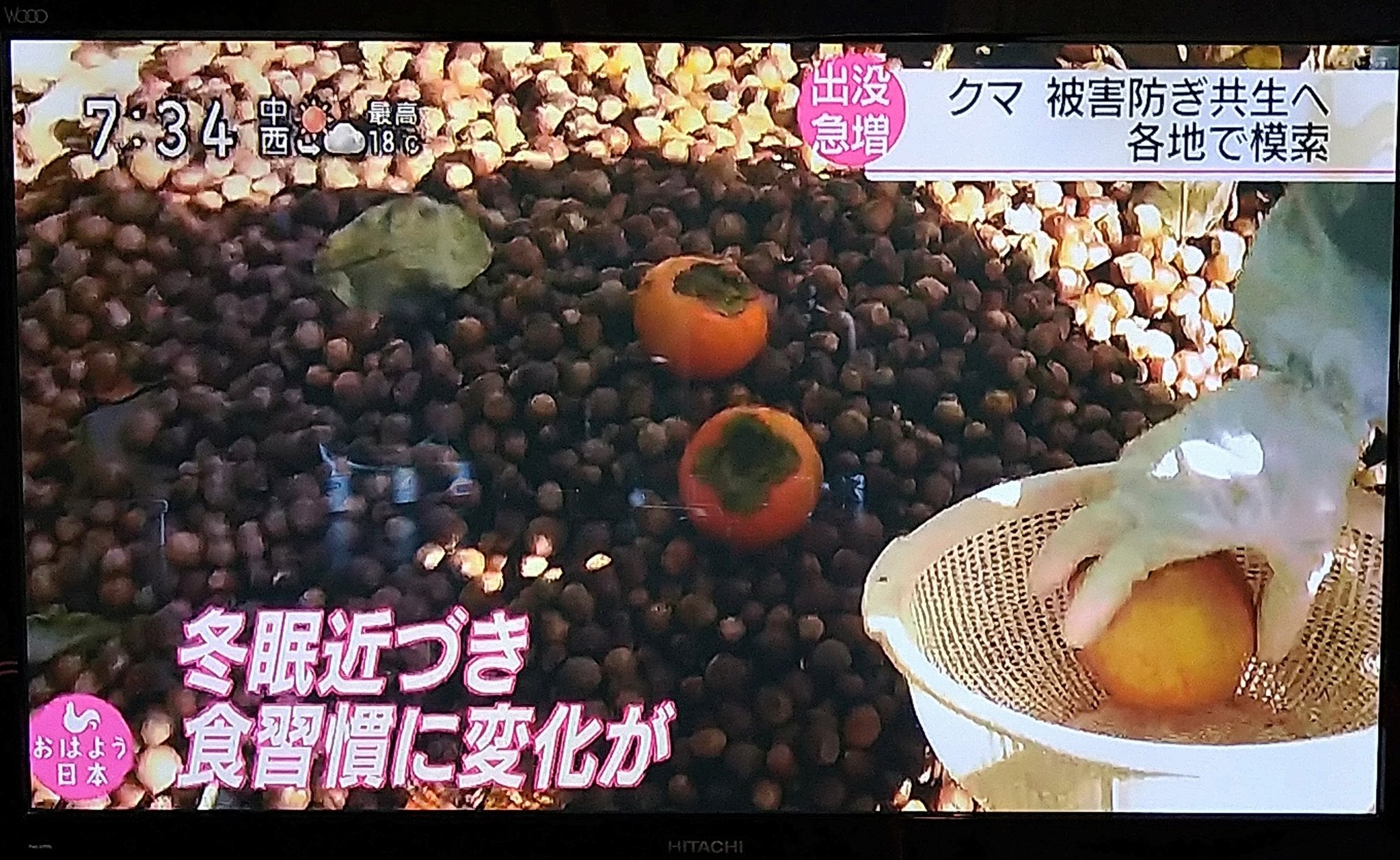 クマは果物よりもどんぐりを好む 一時的な思いでクマを殺してはならない 話題の画像プラス クマは果物よりもどんぐりを好む 一時的な思いでクマを殺してはならない 話題の画像プラス