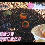 クマは果物よりもどんぐりを好む？一時的な思いでクマを殺してはならない