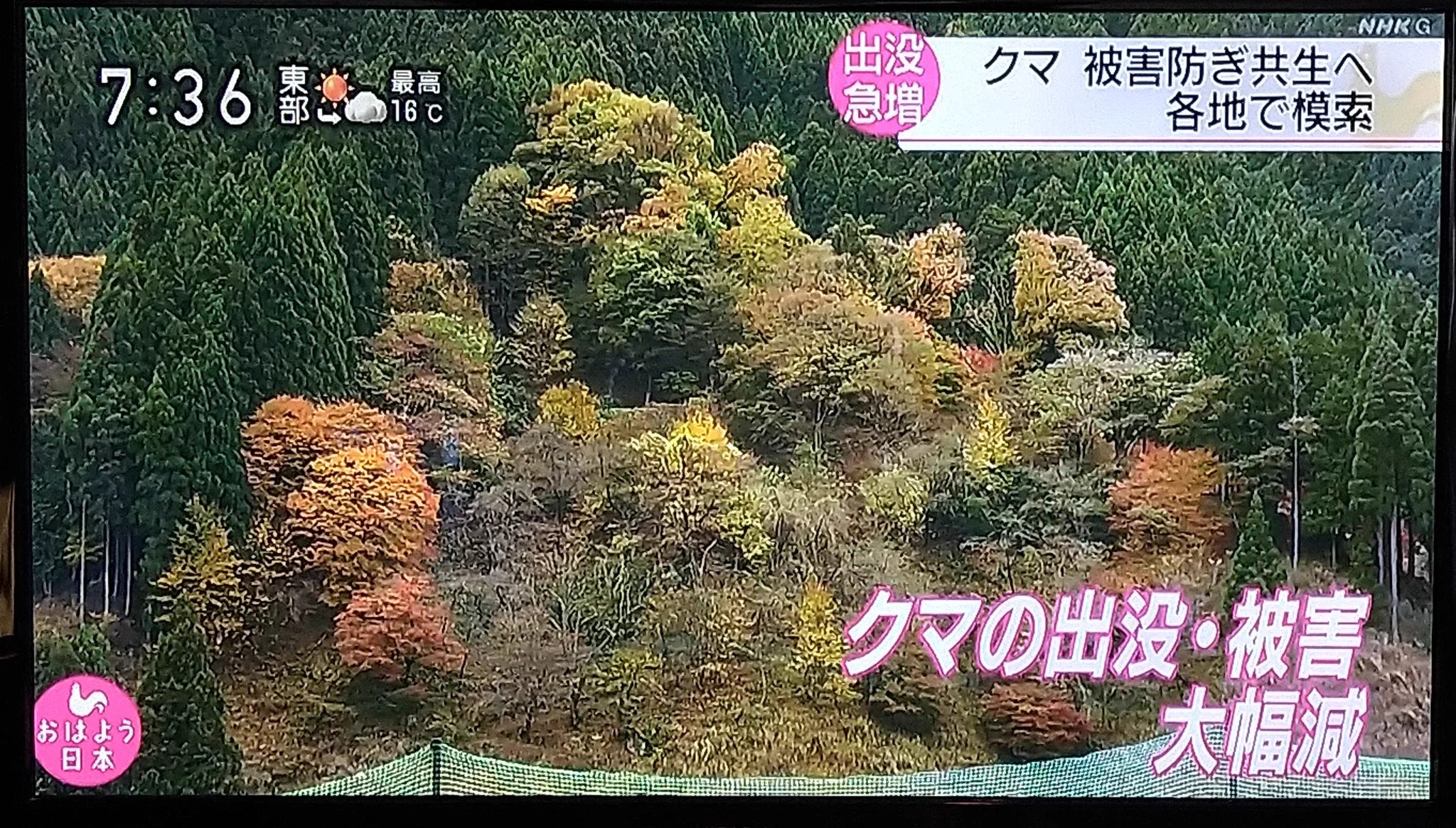 クマは果物よりもどんぐりを好む？一時的な思いでクマを殺してはならない