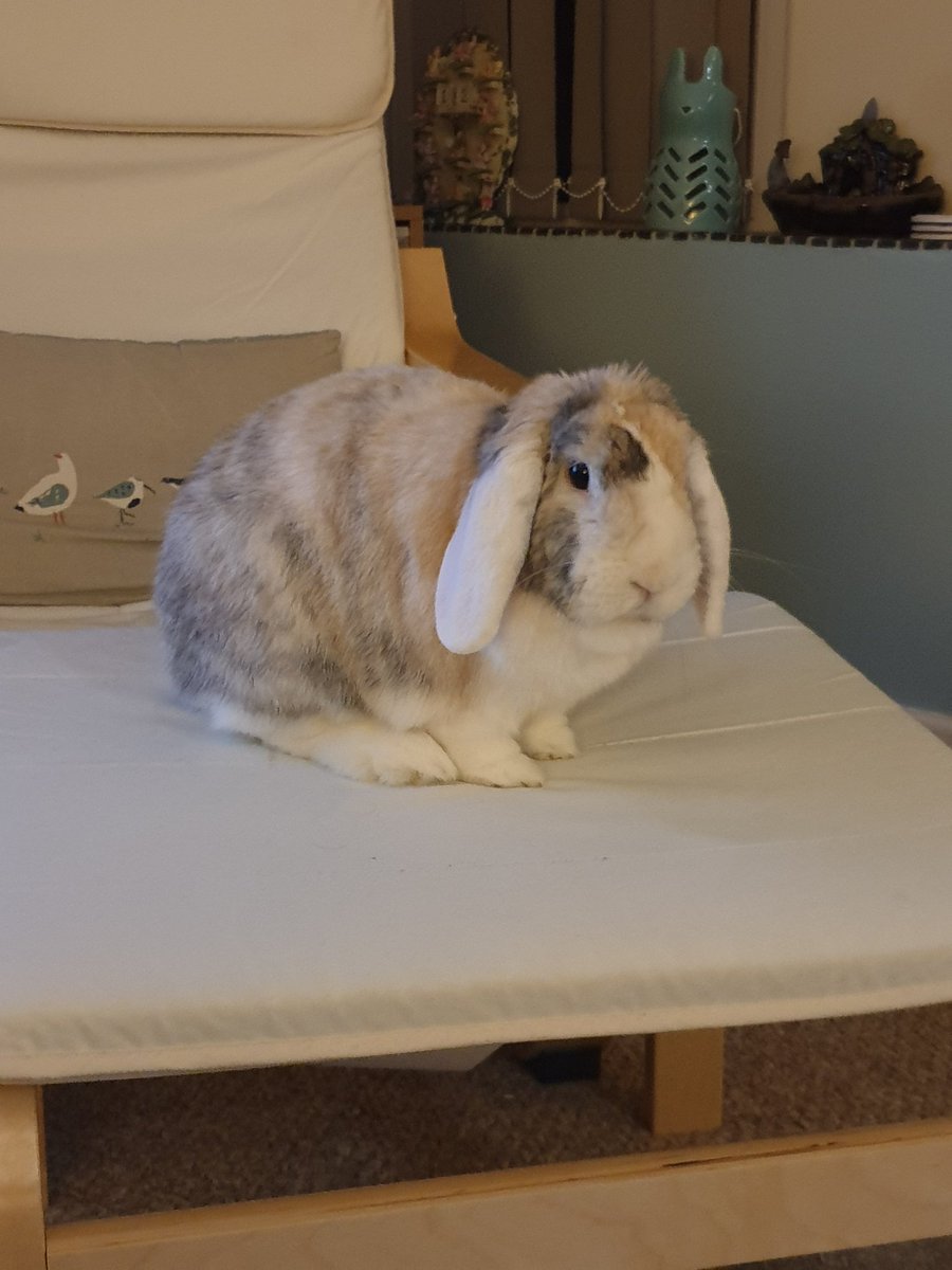 I've been stressing mummy hoom since 12:30, not eating, not pooping... I'm now trying to eat the carpet underlay and in daddies words I'm a word beginning with K and rhyming with blob. #bunniesoftwitter #RabbitsOfTwitter  #number1causeofhoomanstress #imadorable #sofluffy