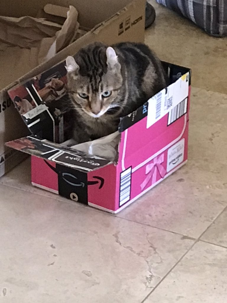 Bianca prefers pink today. #Caturday #CatsOfTwitter