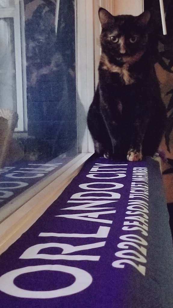 Derekwolfe415's tweet photo. @RodriSchlegel my cat liked your goalie  skills. She is a very serious cat. https://t.co/srPRH4Vno8