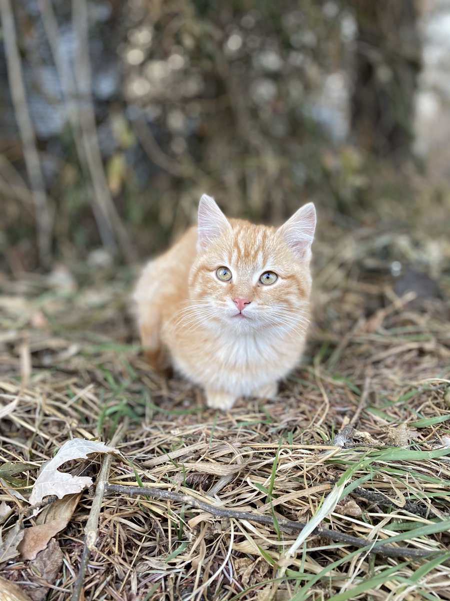 DaceyLopez's tweet image. Why are all my farm kitties so perfect?