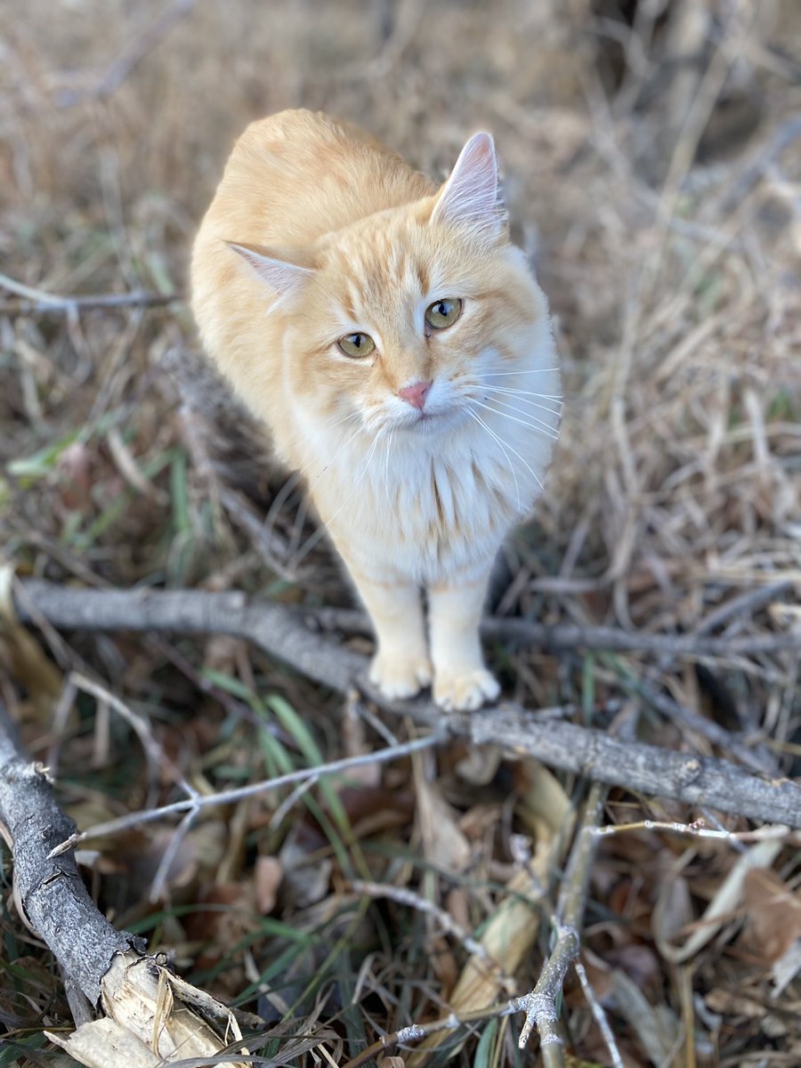 DaceyLopez's tweet image. Why are all my farm kitties so perfect?