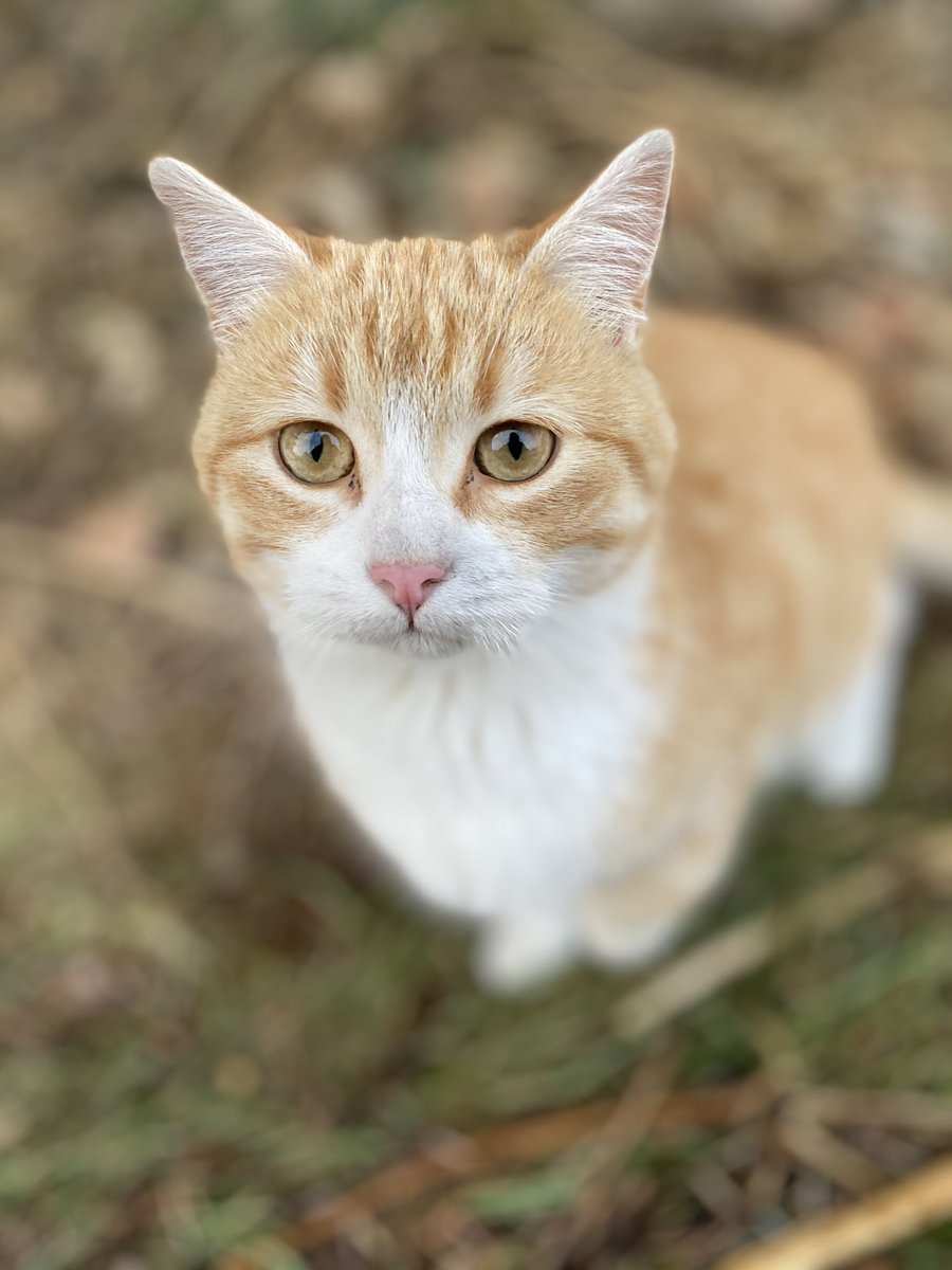 DaceyLopez's tweet image. Why are all my farm kitties so perfect?