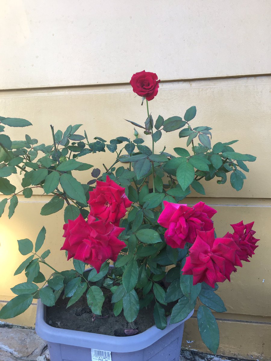 iseathegulf's tweet photo. Good morning!
More roses bloomed from my rose plant! ๐ญ๐
#HalaMom https://t.co/dC8weymNlF