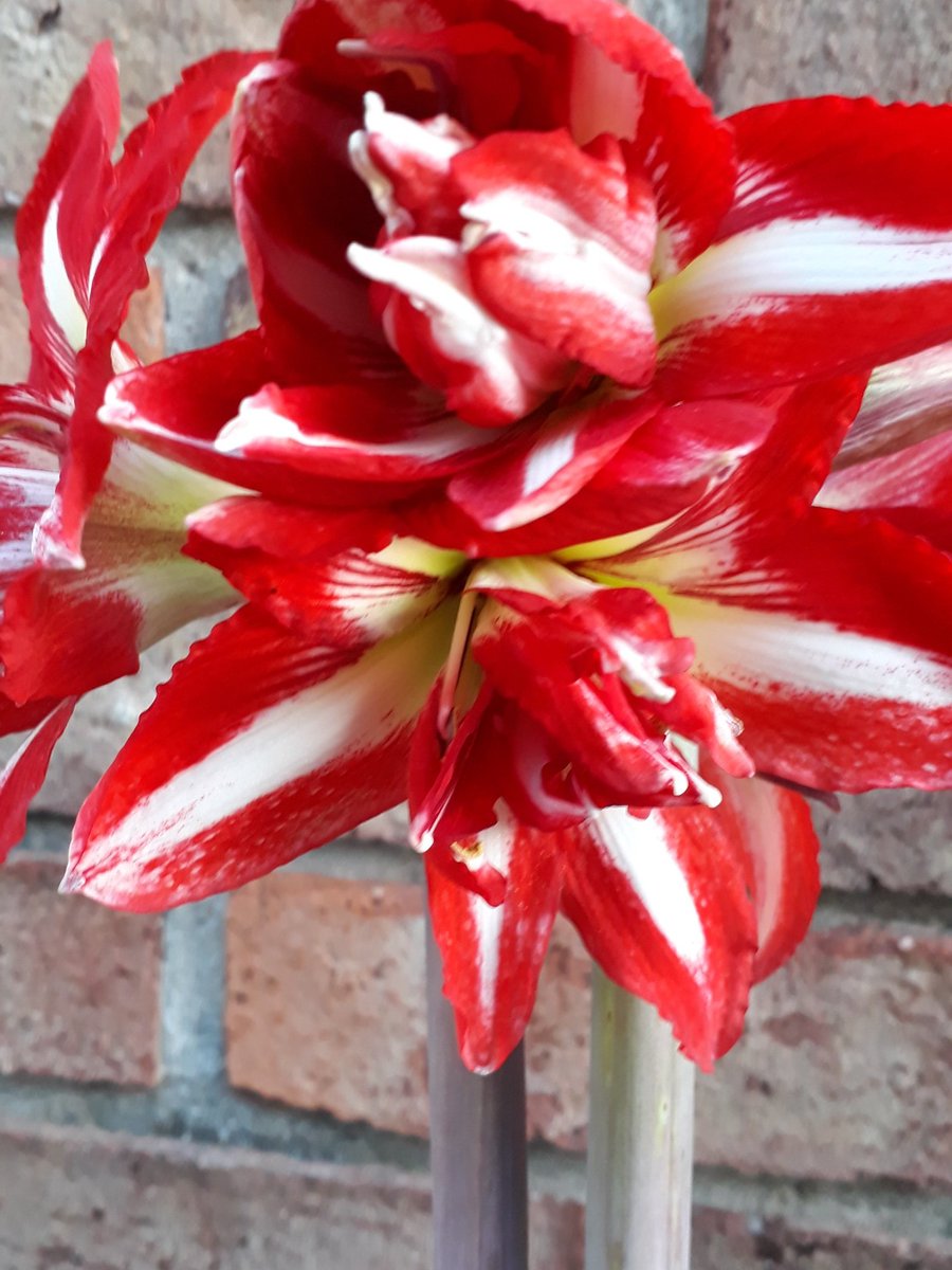 NotJustDust1's tweet photo. Amaryllis blooms today https://t.co/9Njywwu3Pb