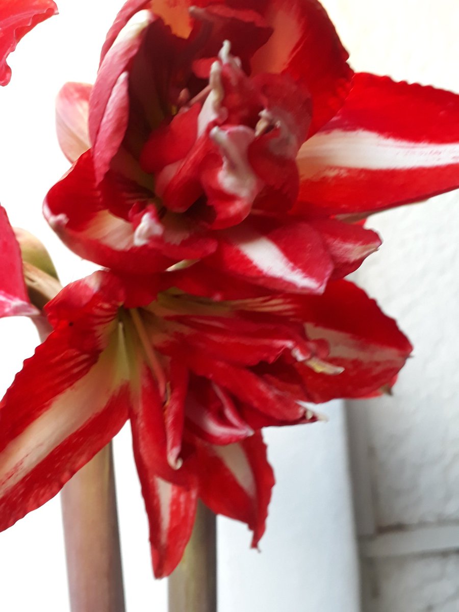 NotJustDust1's tweet photo. Amaryllis blooms today https://t.co/9Njywwu3Pb