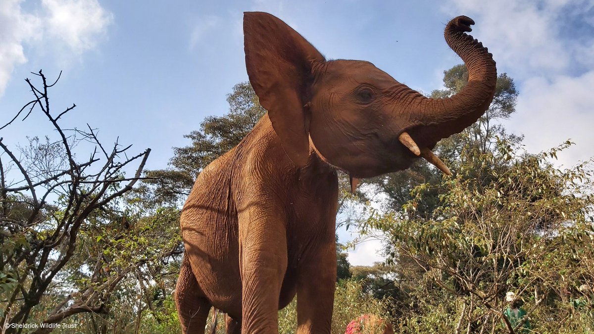 SheldrickTrust's tweet photo. Nabulu is a natural protector. When impala gave the babies a fright while out in the forest, Nabulu let out a loud trumpet warning the animals away. Orphaned at a young age, she won't let anything happen to her Nursery family: https://t.co/nWl8jd22mT https://t.co/MdUSarrk54