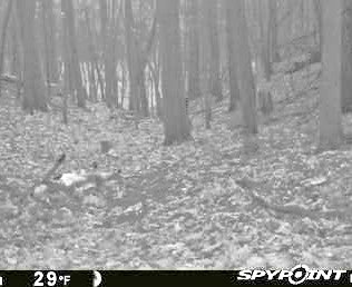 From my SPYPOINT Link Device. Doe Down!!
