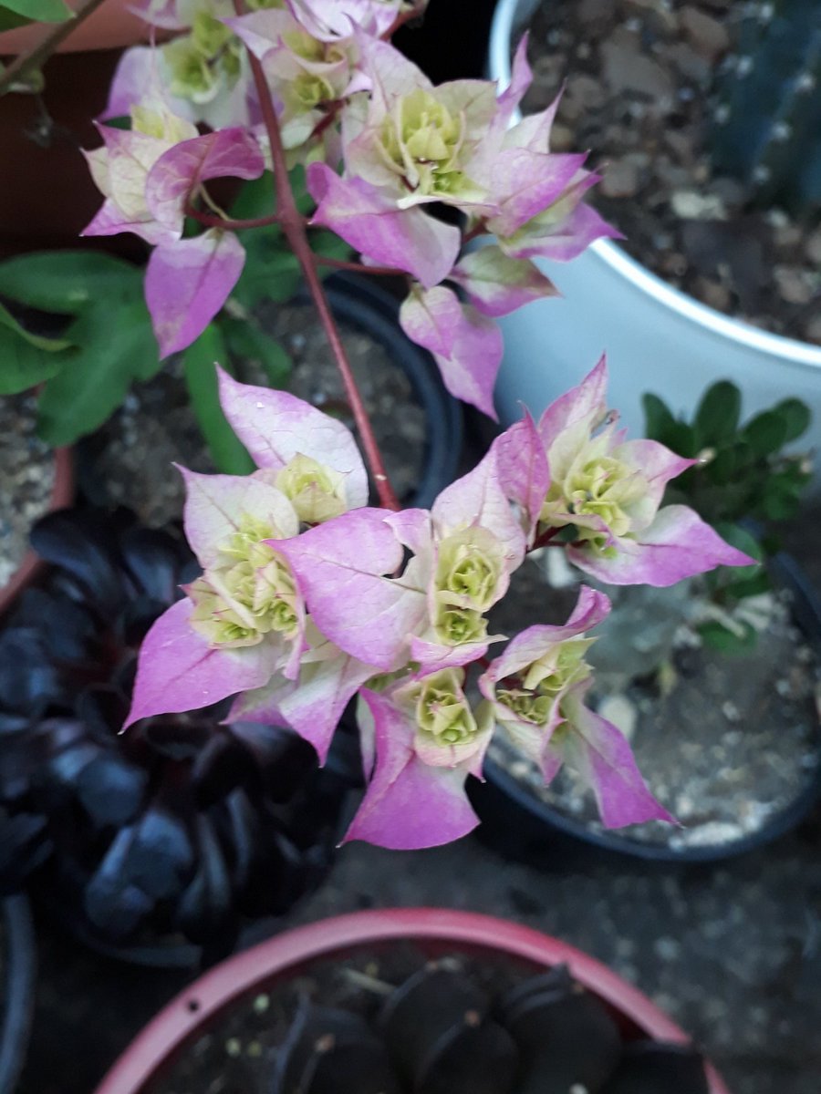 NotJustDust1's tweet photo. Bougainvillea #spring https://t.co/LiEHHXx1z3