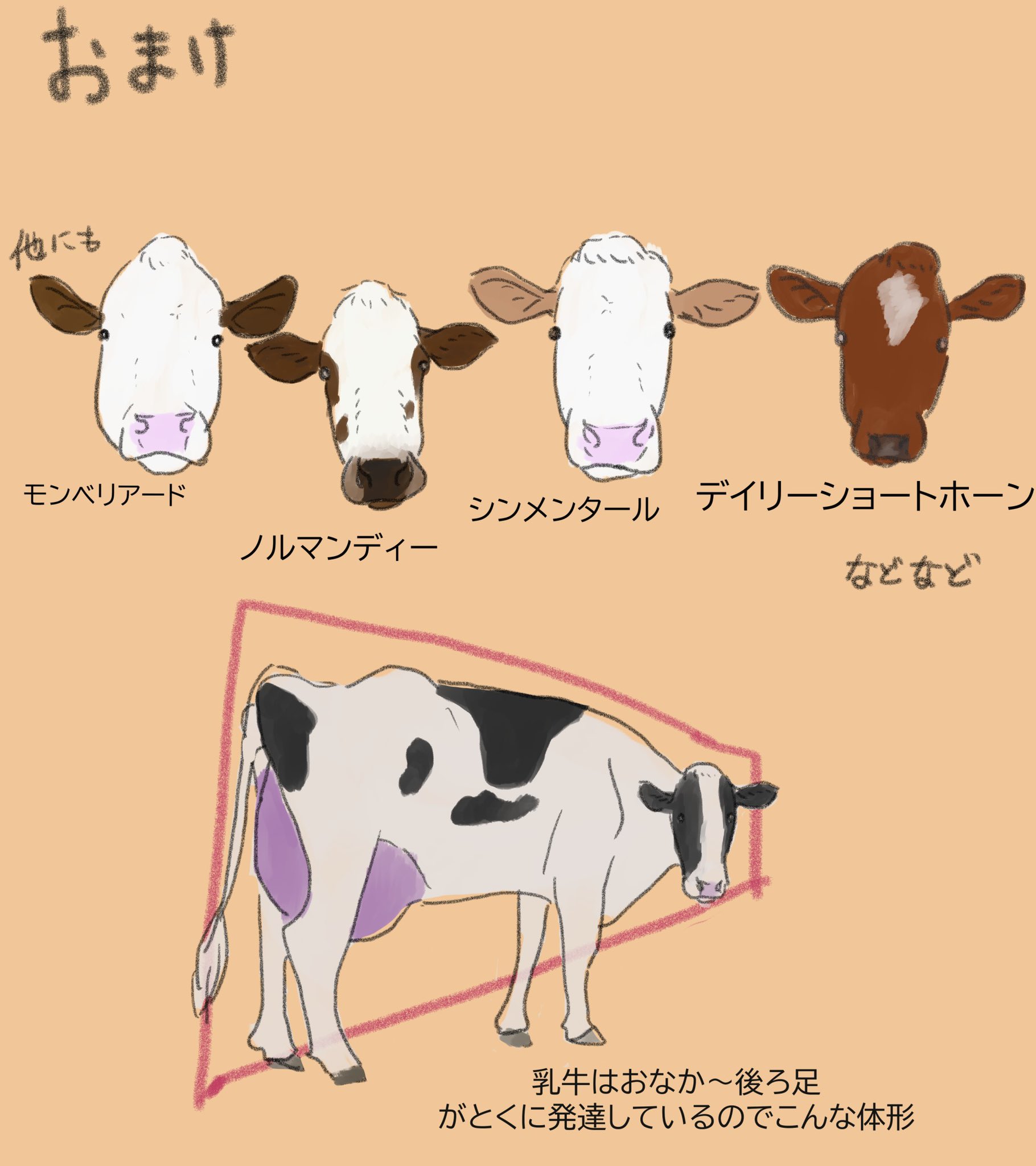 すかまる 乳牛5大品種の話 年賀状で牛を描くとき ホルスタインだけじゃなくて他の品種もいっぱいいるよ って広めたいな 牛 乳牛 牛イラスト 来週は 和牛編 の予定です T Co I73uxo5dfp Twitter