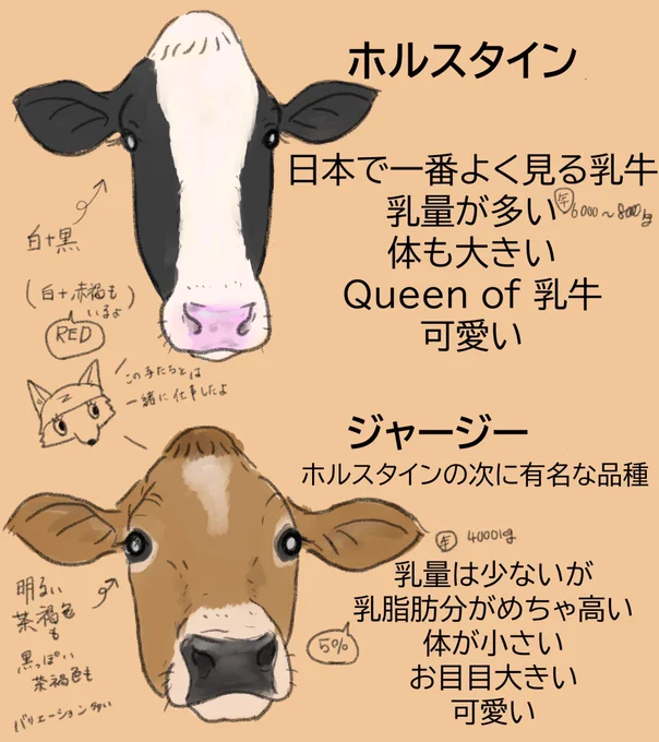 乳牛5大品種の話🐄

年賀状で牛を描くとき
ホルスタインだけじゃなくて他の品種もいっぱいいるよ〜って広めたいな。
#牛 #乳牛 #牛イラスト

来週は「和牛編』の予定です🐂 