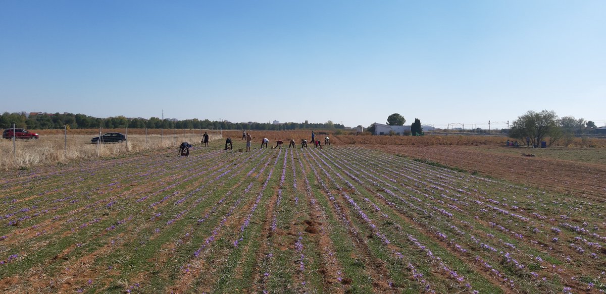 AZAFRÁN DESBRÍN tweet media