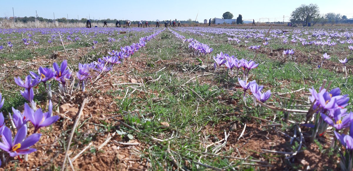 AZAFRÁN DESBRÍN tweet media