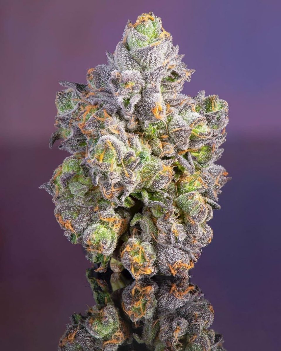revistaTHC's tweet image. COGOLLOS PERLA 💎✨🌿
💍 Las flores de cannabis pueden ser verdaderas joyas. No sólo por lo que pueden brindarnos al probarlas, sino también por lo hermosas que pueden ser.
📸 El trabajo del fotógrafo DANKFORD es un acto de adoración.
🌈 Un paisaje lleno de formas y colores.