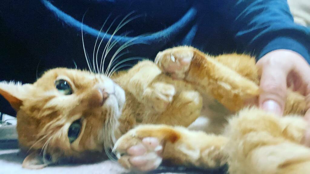 ねこかます これは参瑚じゃなくて 腎不全末期のチャー坊です 参瑚は腎不全ではないので 脱水症状はなく 輸液の必要はありません