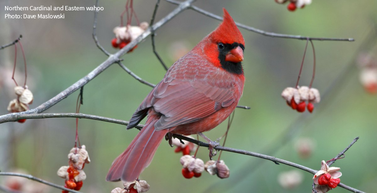 Audubon Society tweet media