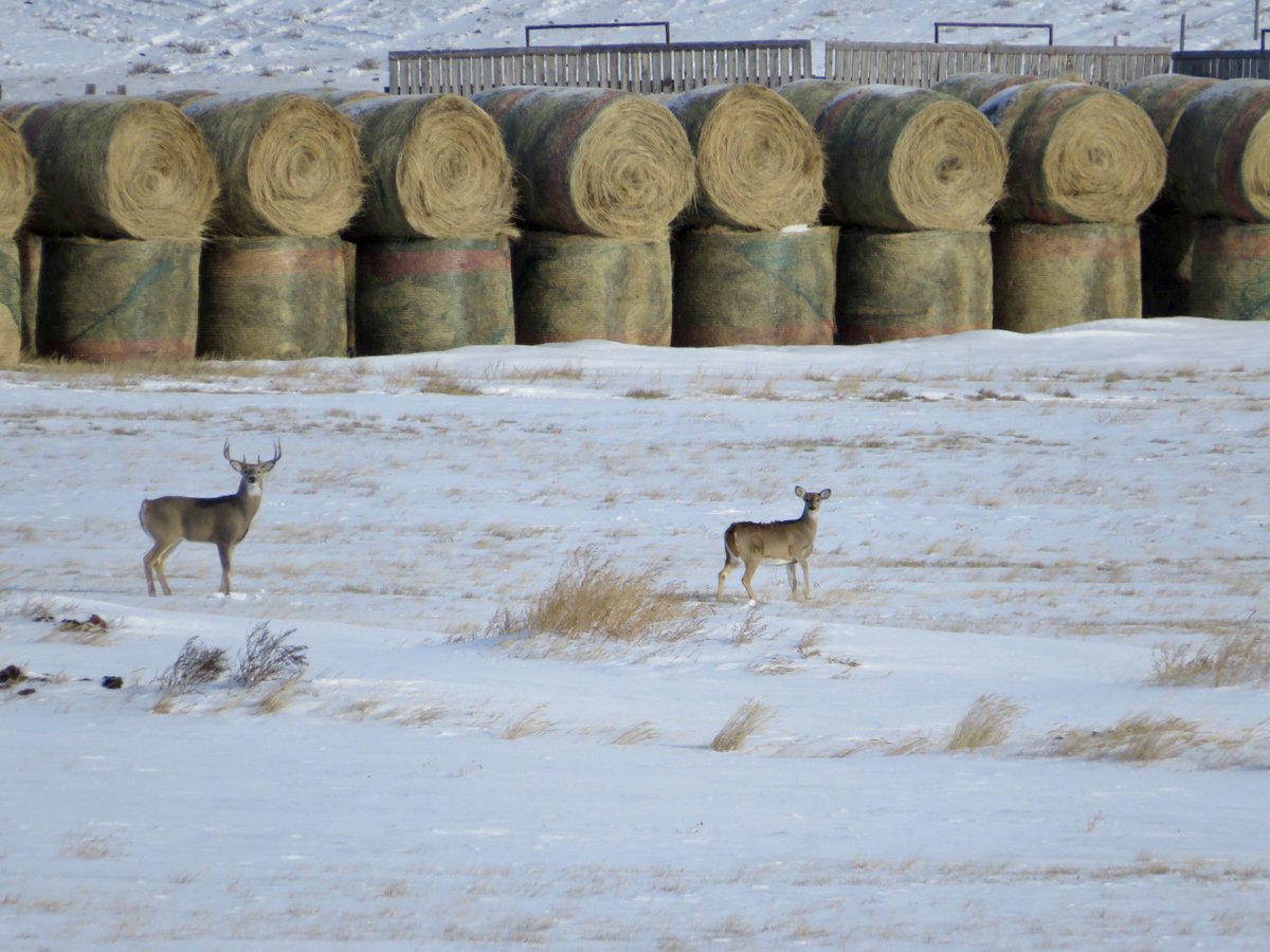 Travis Gatzemeier, CFP® tweet media