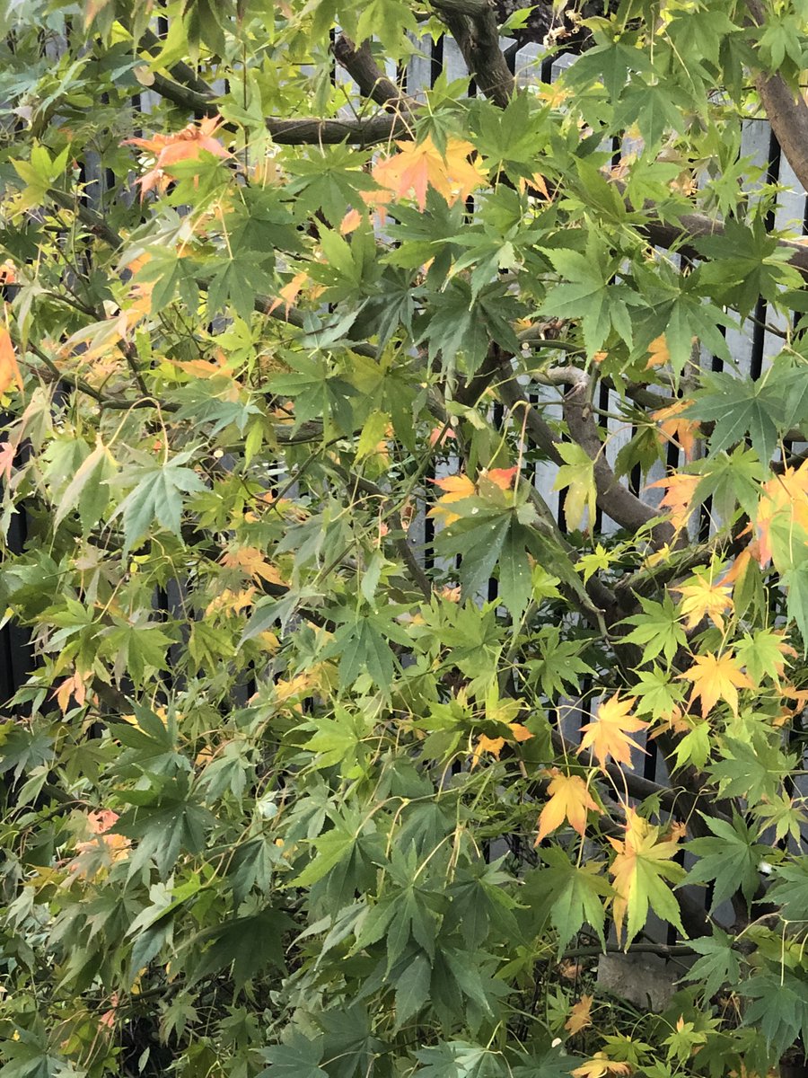 今日は夜から雨らしいけど今はいいお天気。
庭の木の葉はかなり散って西王母が咲いている。
今週は藤原先生の学級新聞から。頑張りましょう。 