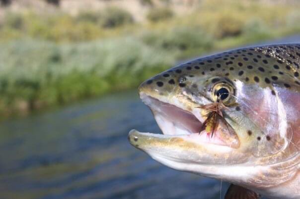 There’s something about watching a trout take a big dry! It happens a lot in the backcountry.  See for yourself. Pick a date and join us next year. #rainbowtrout #hopperfishing #yellowstone #catchandrelease #flyfishing #flycast #dryfly #daveshopper @RIOProducts @OrvisFlyFishing