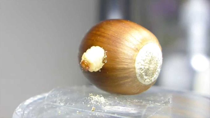 どんぐり虫の冷凍や煮沸消毒での処理方法 煮ると凍らせるのはどっちがイイ Bow バウ
