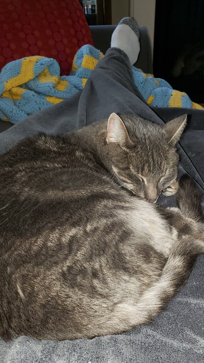 JCollinsMA's tweet photo. This gal has magical powers that induce the best naps! #Kneesaa #catsofStarWars #Caturday https://t.co/Ua7vIaN575