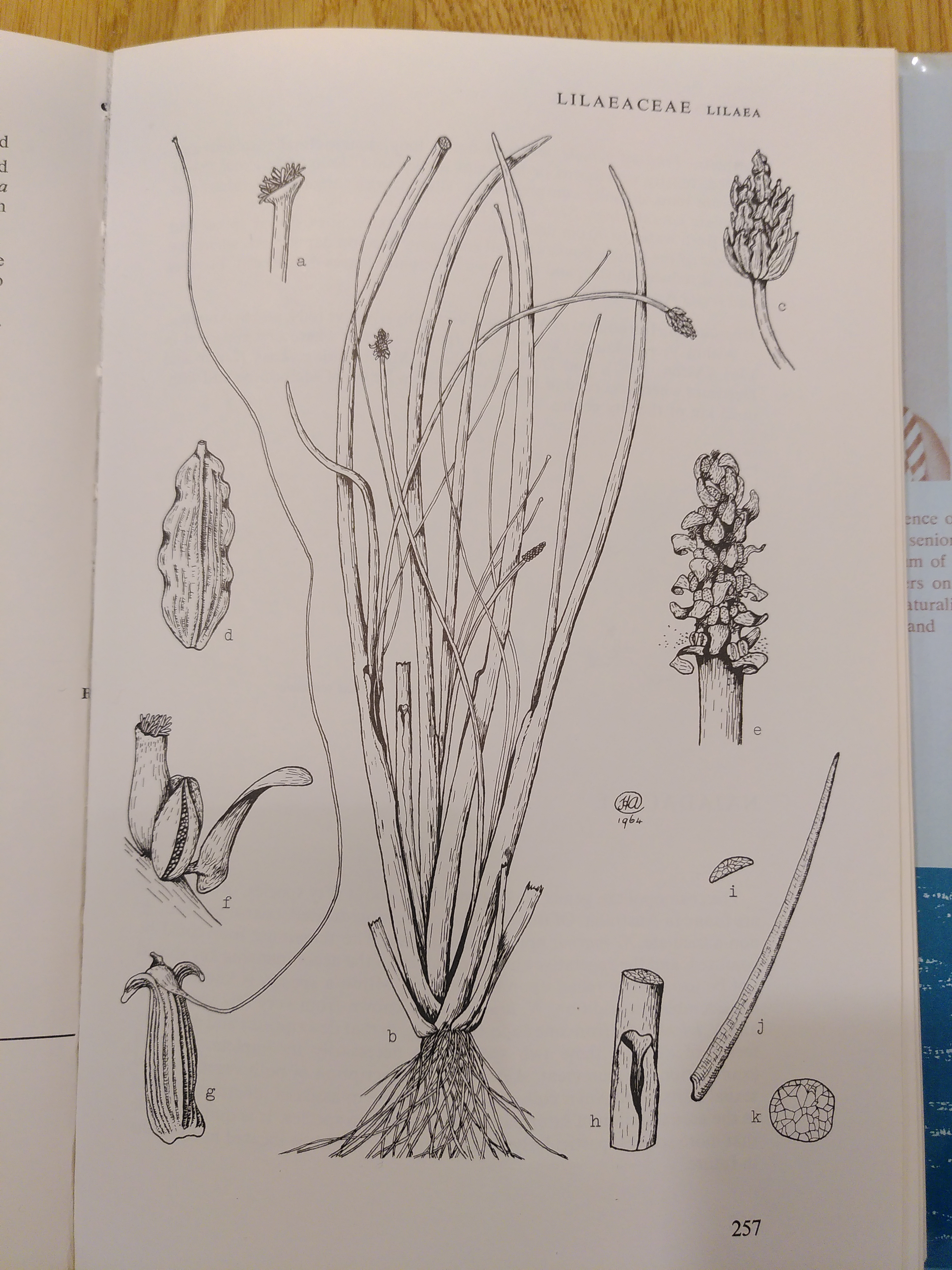 Sabine Von Mering Helen Aston Made Major Contributions To The Flora Of Australia Series By Providing Several Family Treatments Now Available Online Atlaslivingaust E G Podostemaceae Pontederiaceae Sparganiaceae 3 8 T