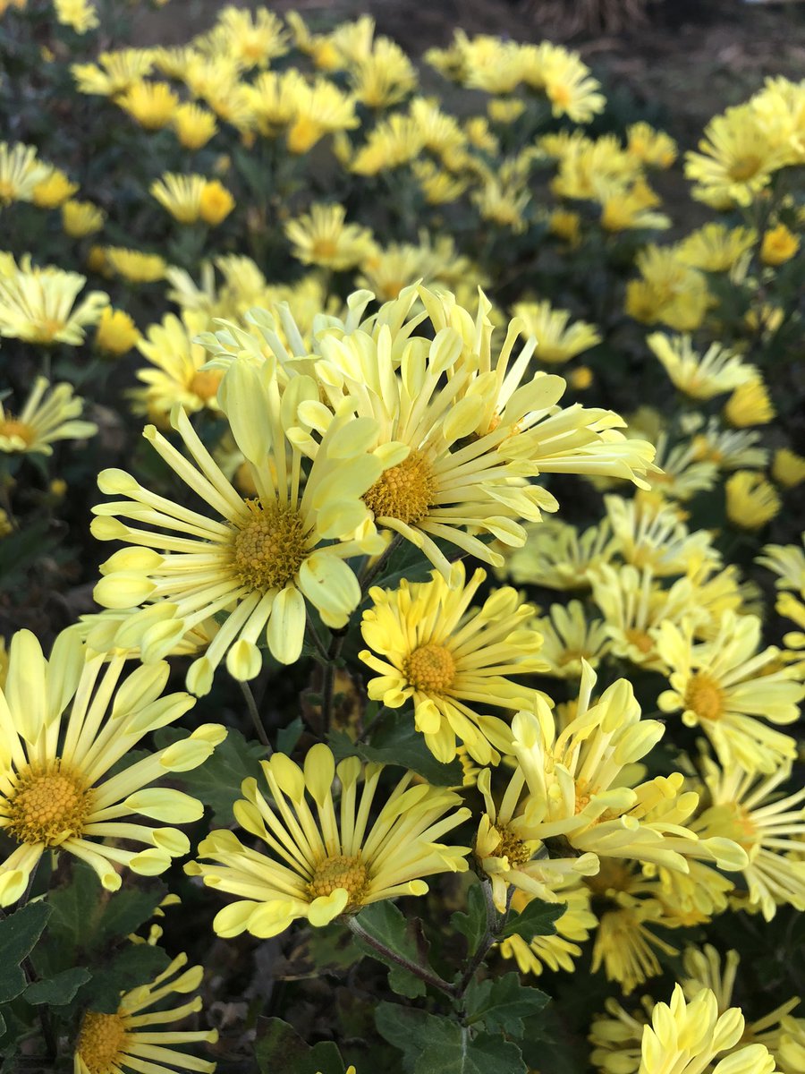 ひろのん おはようございます 今日のお花はツワブキで 花言葉は 困難に負けない です 咲くべくも おもはであるを 石蕗の 花 与謝野蕪村 素敵な一日をお過ごしくださいませ 花 花言葉 ツワブキ 石蕗 与謝野蕪村