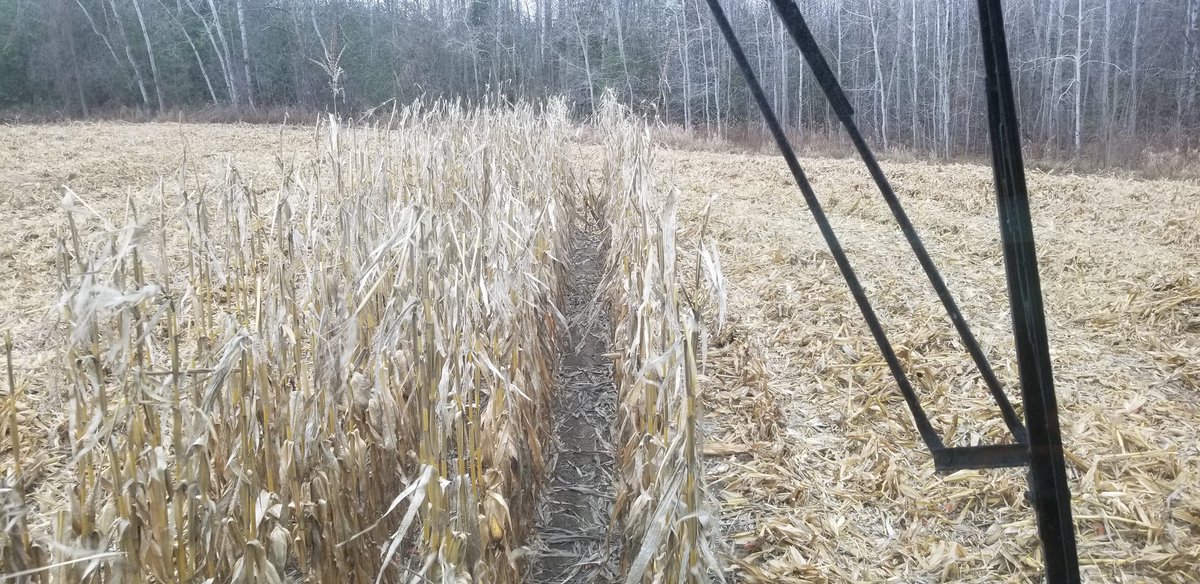 Found the final four rows of #harvest20 this afternoon #fromthefield #ontag