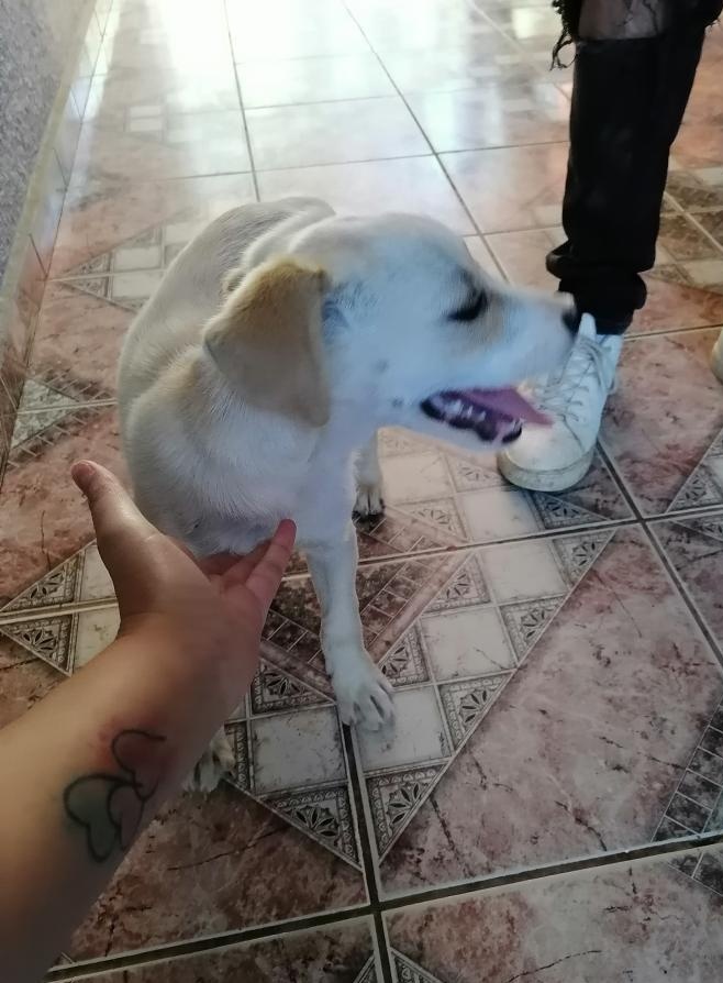 AnimalParaiso's tweet photo. Busca hogar linda y cariñosa cachorrita rescatada, interesados favor contactar directamente al teléfono o WhatsApp + 56 9 3258 5027. #Valpo #Viña https://t.co/6f6oFiJRnI