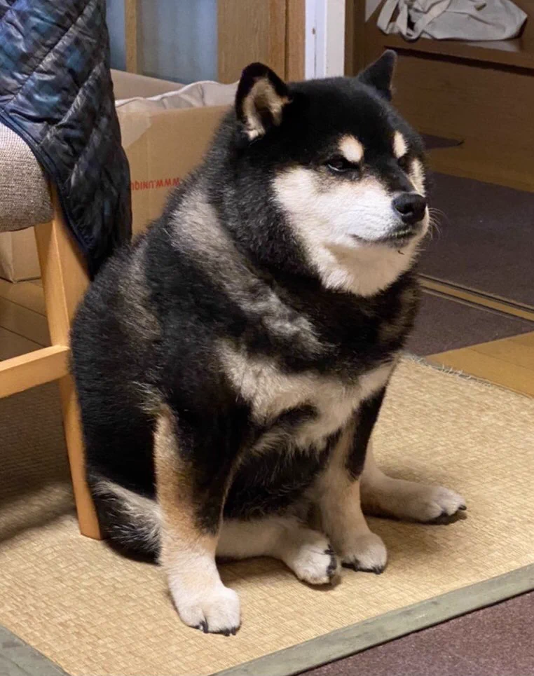 黒柴ってこんな感じだったっけ？どすこい感がたまらないｗｗ