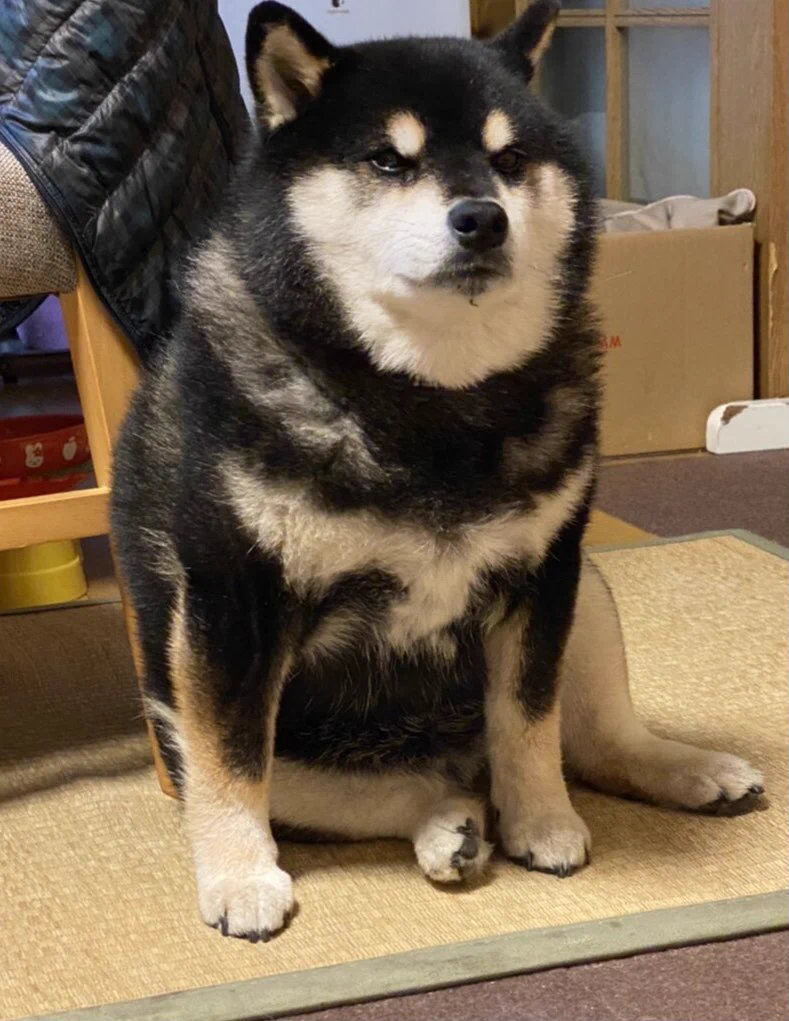 黒柴ってこんな感じだったっけ？どすこい感がたまらないｗｗ