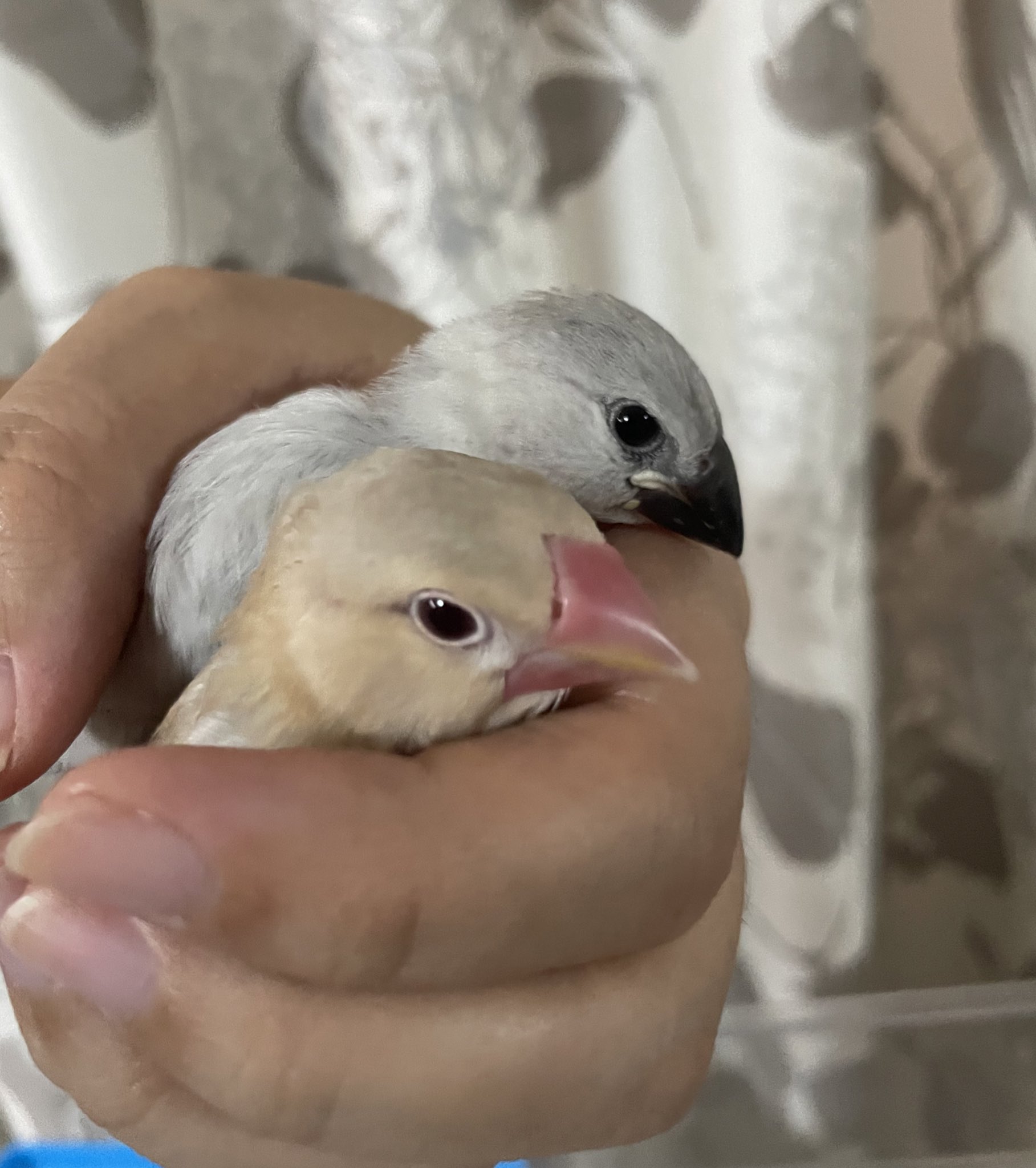 文鳥 In ダブル握り文鳥 文鳥 シルバー文鳥 シナモン文鳥 文鳥雛 にぎり文鳥 握り文鳥 文鳥 In ダブル握り文鳥 文鳥 シルバー文鳥 シナモン文鳥 文鳥雛 にぎり文鳥 握り文鳥