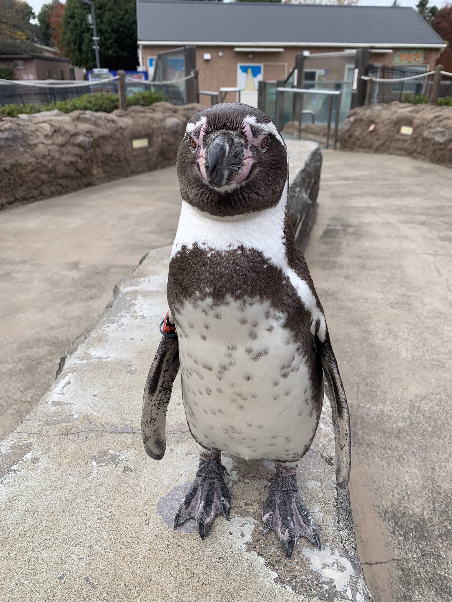 Twitter 上的 東武動物公園 公式 リュウくん 本日 11月22日は ペンギンの大地にいる人気者 ビールくんの4歳の誕生日 朝から飼育係さんにお祝いしてもらって プレゼント いつもと同じアジ をもらっていました 皆さんも 会いに来てビールくんにおめでとう と