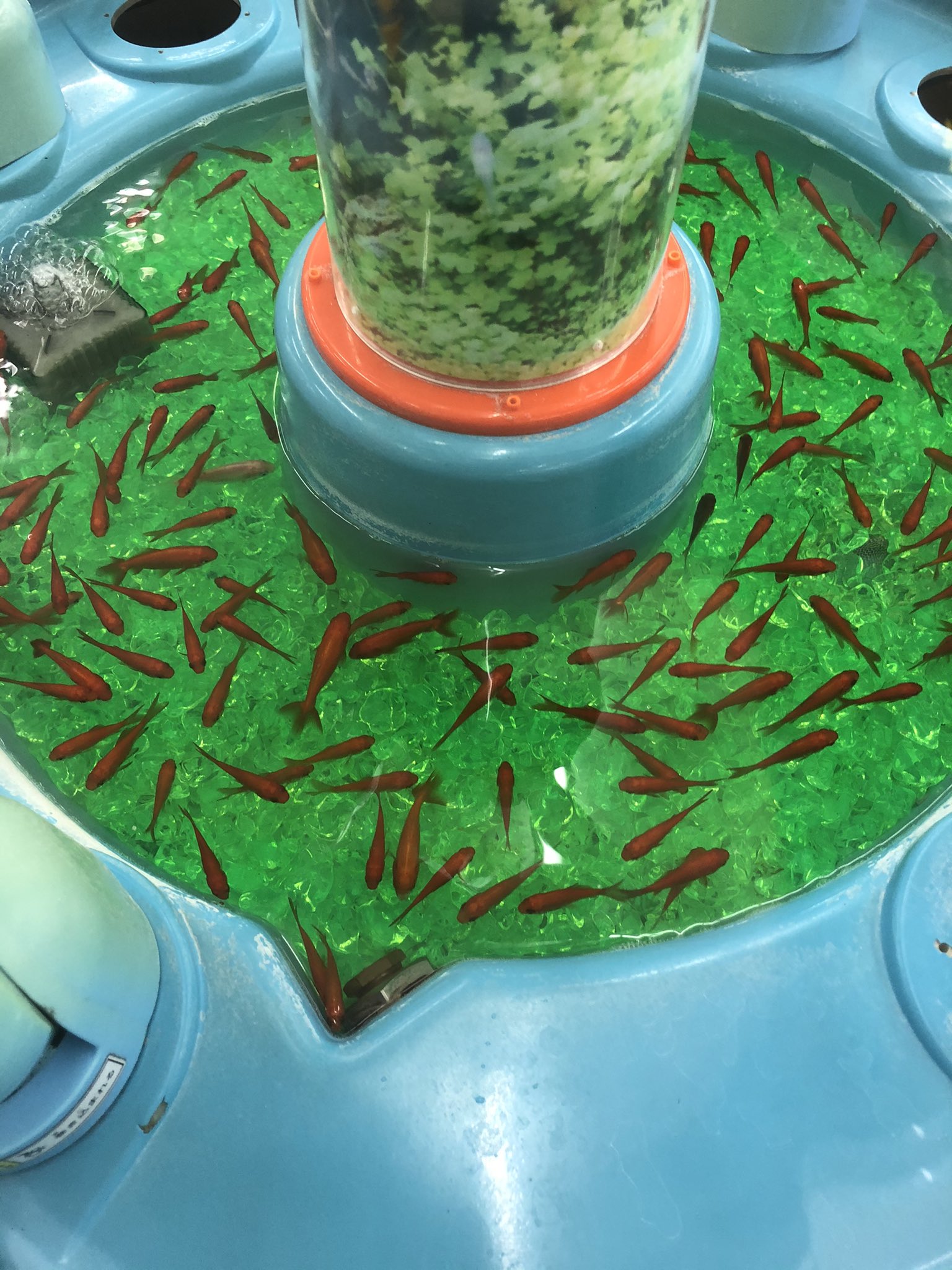 ドアドール ゲーセンに金魚すくいあった ドアドール ゲーセンに金魚すくいあった