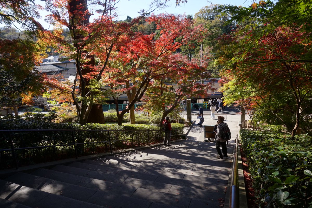 ট ইট র すよん 昨日は紅葉を観に鎌倉へ 円覚寺と鶴岡八幡宮 紅葉が緑と赤のグラデーションで綺麗でした 円覚寺は広くて時の流れがゆったりしてて癒された 鶴岡八幡宮は紅葉手水と 大きな菊の花手水が綺麗でした