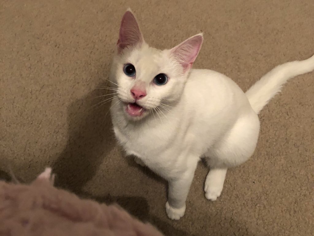 willow_catt's tweet photo. I eat my broders toy 😋 #Caturday https://t.co/bVytBKGBaW