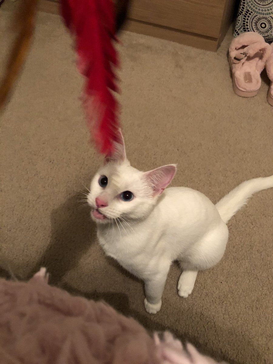 willow_catt's tweet photo. I eat my broders toy 😋 #Caturday https://t.co/bVytBKGBaW