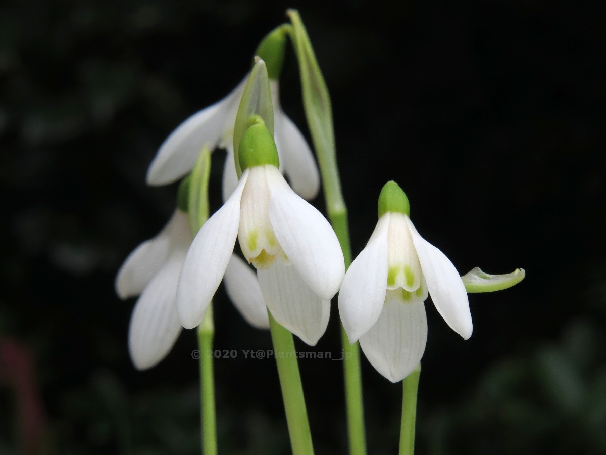 Yt Galanthus Elwesii Var Monostictus Hiemalis Group スノードロップ Snowdrops Bulbs 球根 球根植物 Flowers 花 園芸 ガーデニング T Co 9ub4pctswv Twitter