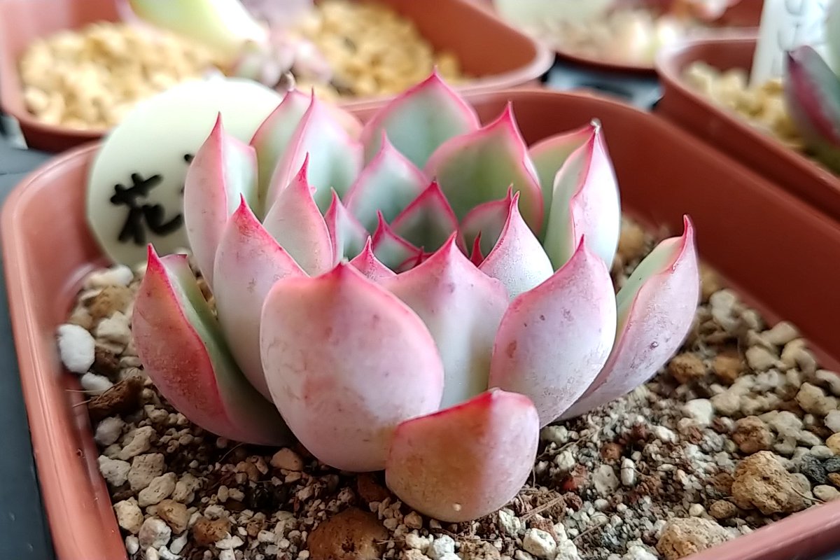 Etiqueta 花うらら Al Twitter