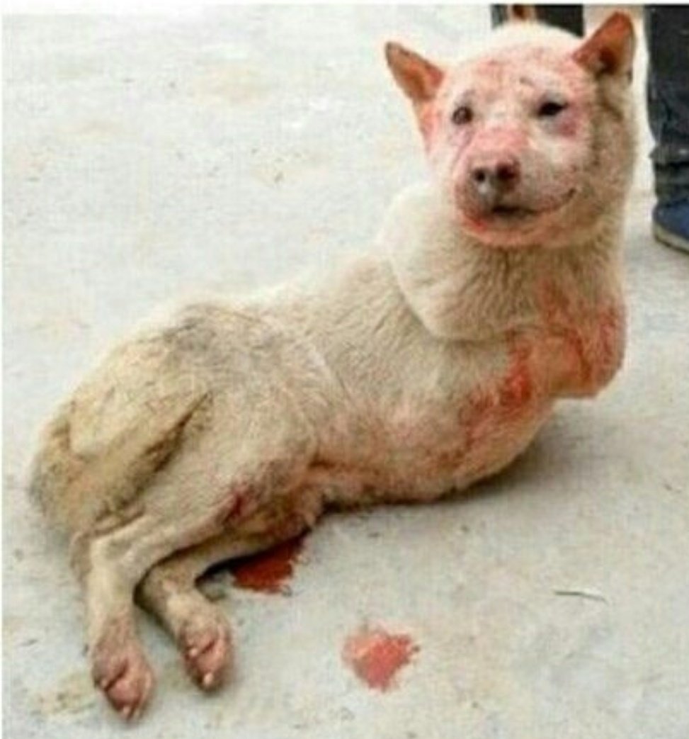PatStrauss3's tweet photo. @MaryJoe38642126 @RepLloydDoggett @HouseAgDems @HouseForeign Please consider #HConRes71, the #dogcatmeattrade is #hell.
Urge all #nations to follow it. 
These #animals are #boiled, #skinned, #hanged and #beated #alive. https://t.co/SVnzzoq222