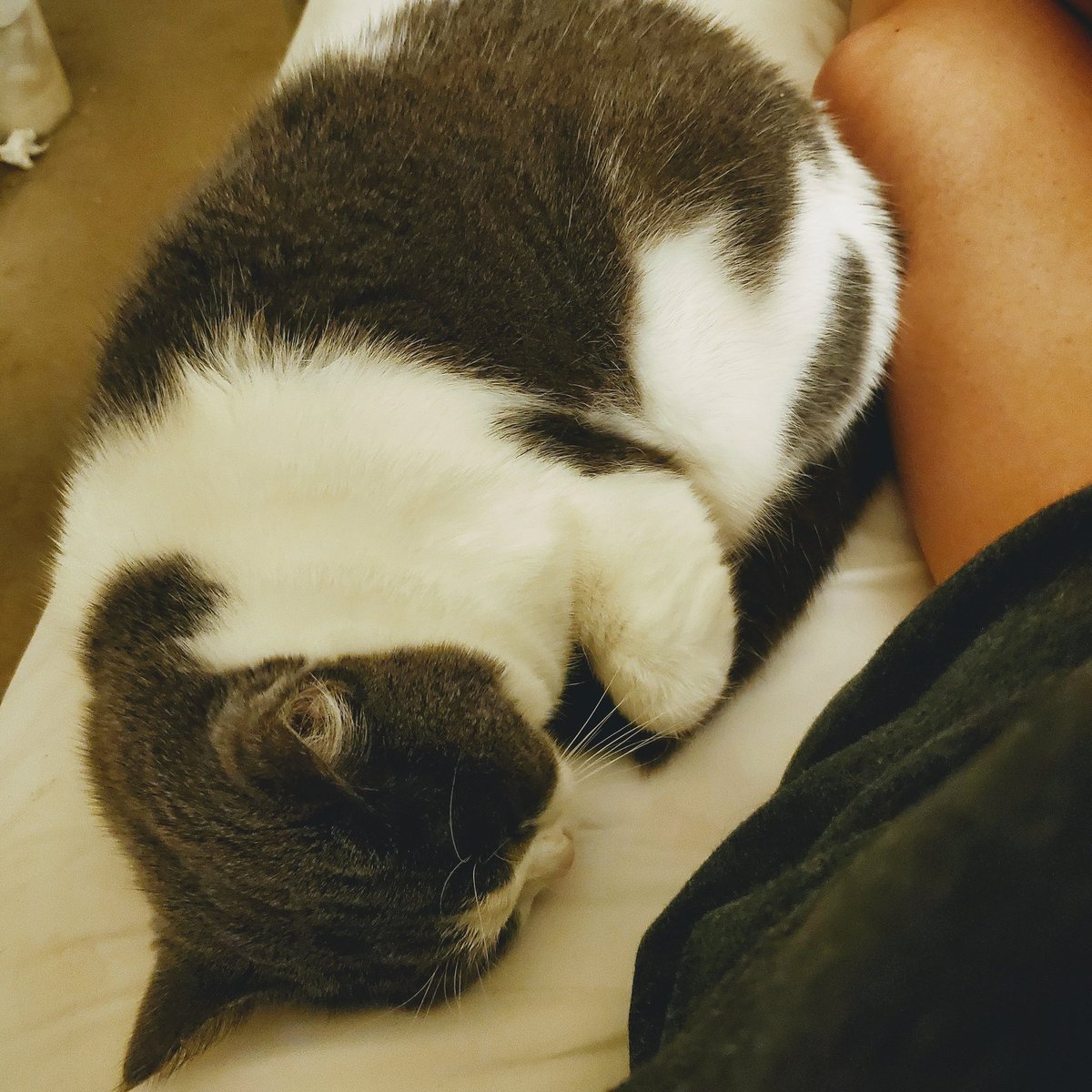 sindyjlee's tweet photo. Lucy in my lap. All day long. 😻🤗

#kitty #cats #catsofinstagram #naptime https://t.co/oW178zyJnL
