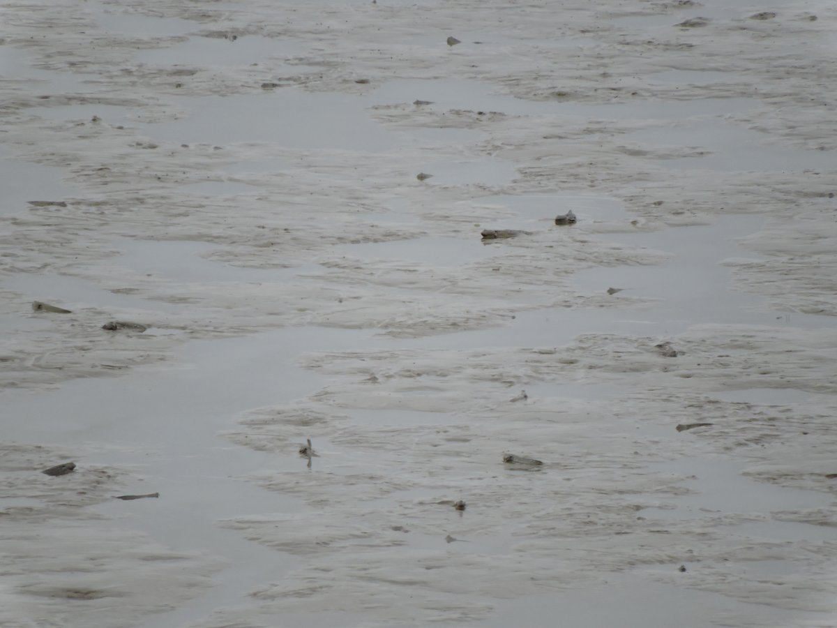鹿島市干潟交流館 なな海 干潟観察トレーニング さあ 今日もやってまいりました 干潟観察トレーニング 写真を見て ムツゴロウを見つけてみましょう