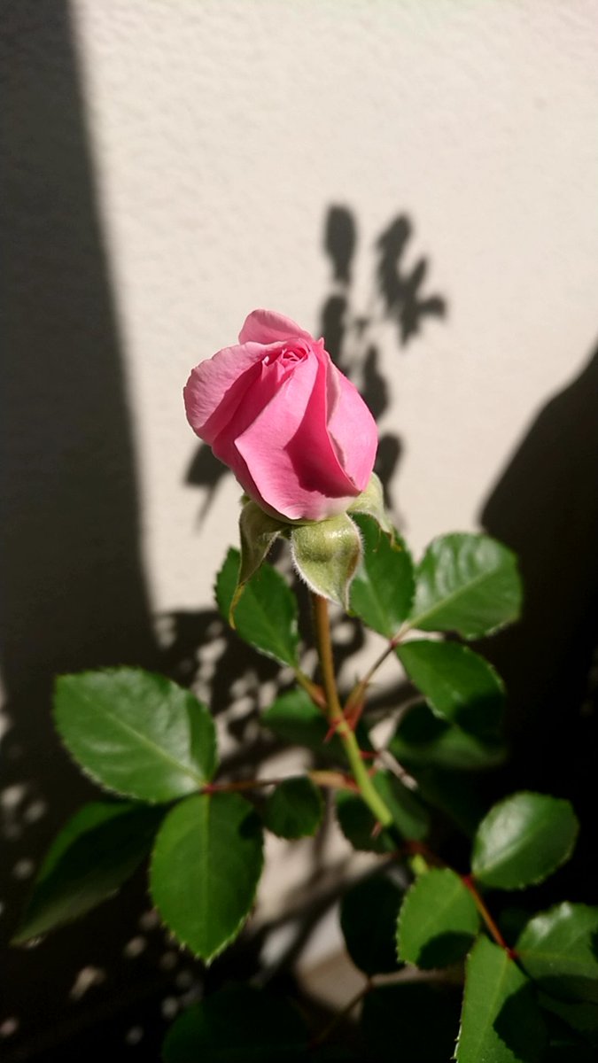 ノスタルジー鈴木 市川市在住 山羊座 福田十二指腸 京成バラ園のクラファン返礼品としていただいたバラの鉢植え しばらくつぼみのない状態でしたが 今ふたつ膨らんでいて 開花間近です 庭のない我が家なので鉢植えで育てていますが 感じています