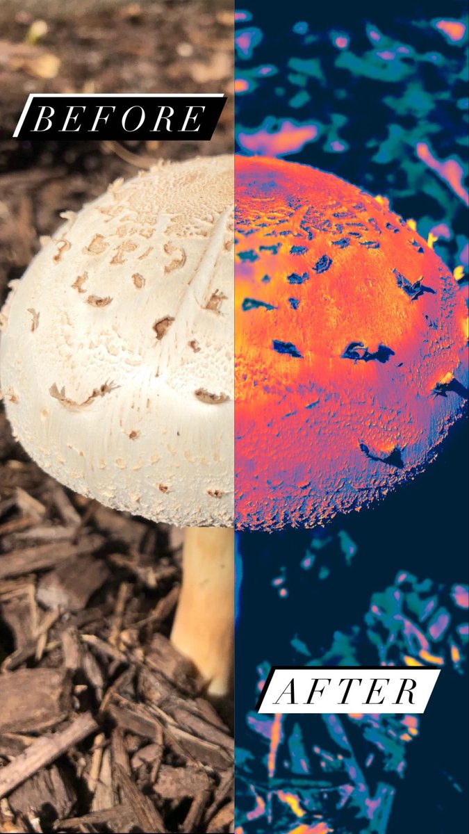 Fresh 🍄✨