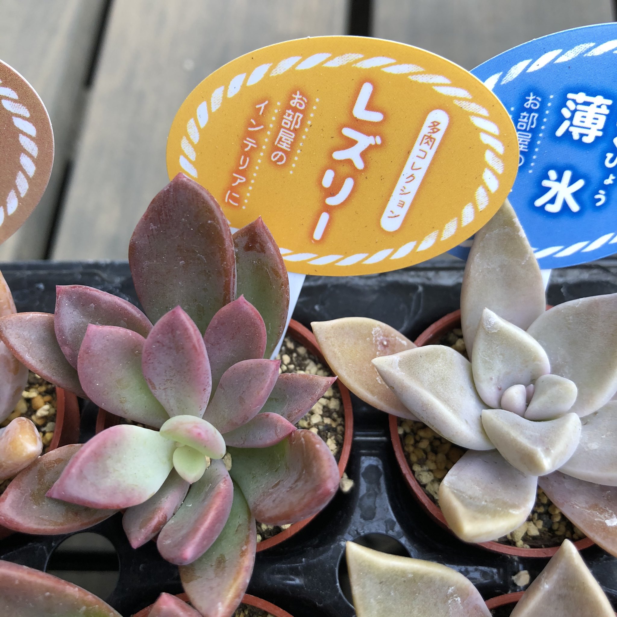 チャンピオン セール品 177 スーパーポップ 多肉植物 クーポン発行 Www Friedrich Dengler De