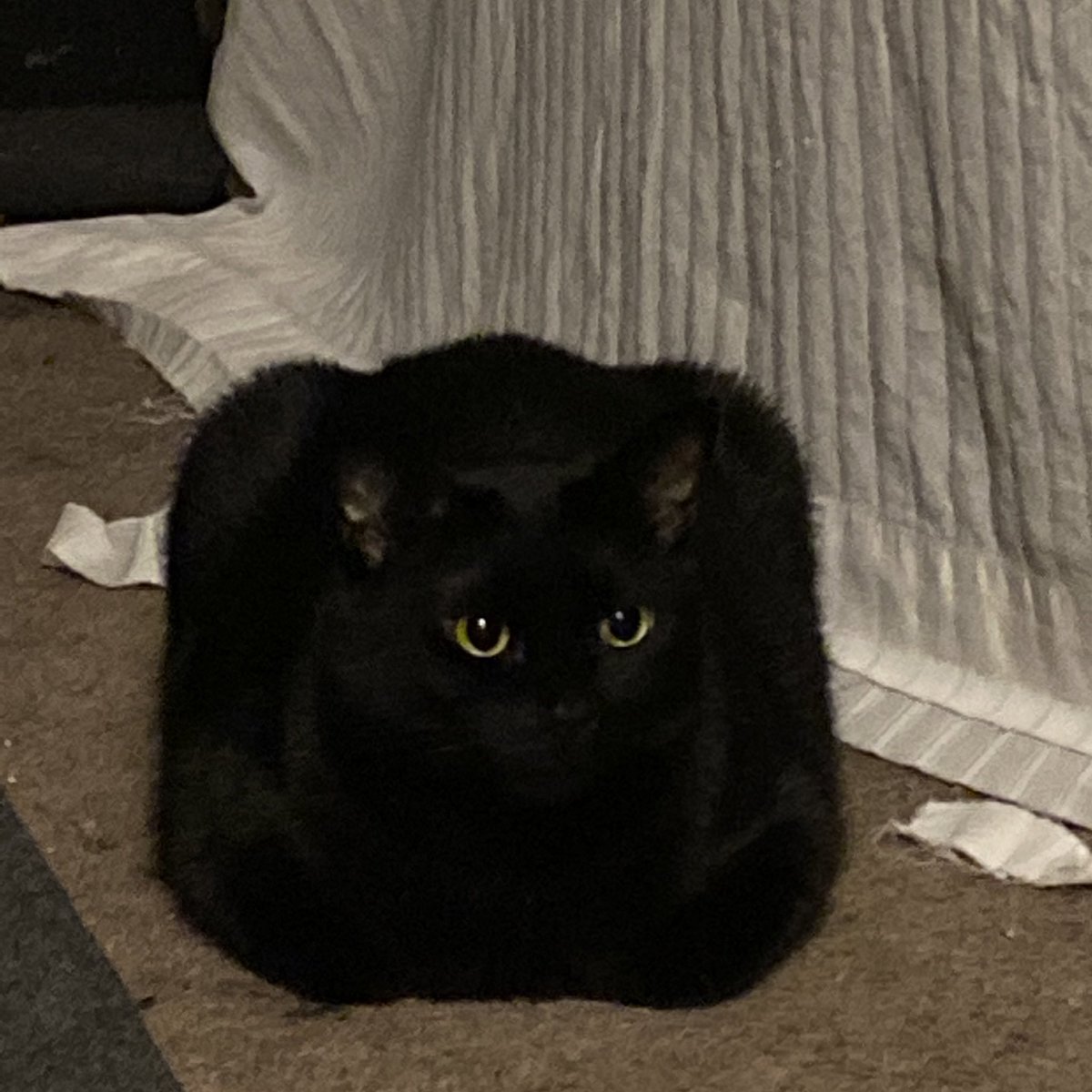 biticonjustine's tweet photo. wanted to share the fact that my cat is an absolute fucking unit https://t.co/8htplYqRza