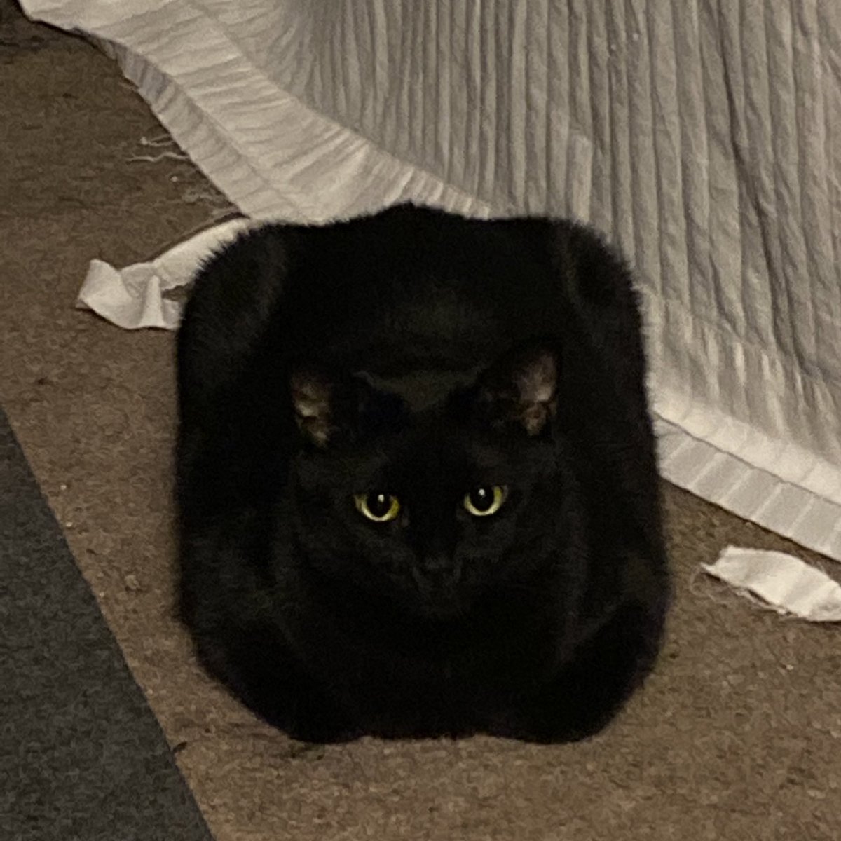 biticonjustine's tweet photo. wanted to share the fact that my cat is an absolute fucking unit https://t.co/8htplYqRza