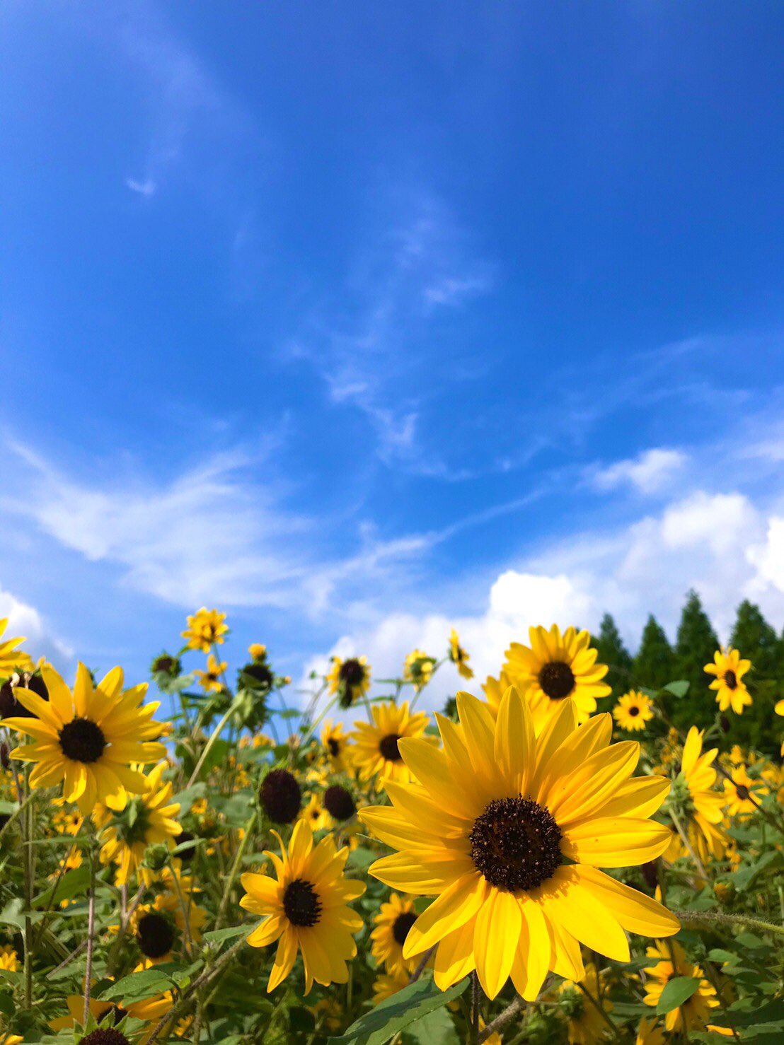 Maru 回想 実家広島の夏 年末帰省できますように コロナ落ち着いてくれますように 旅行 綺麗な景色 広島 空 T Co Tjd3ezbpsi Twitter